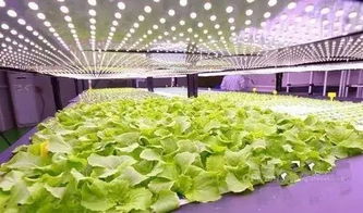 菜市场out了 互联网 植物工厂 ,将彻底替代了菜市场